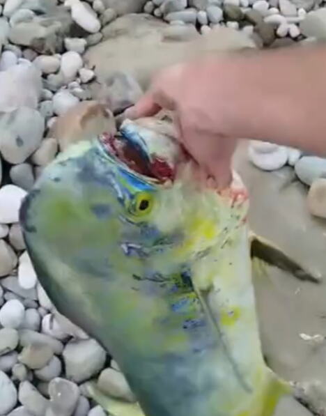 Nikola Bursać riba mahi-mahi (1).png