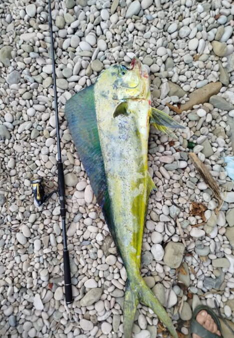 Nikola Bursać riba mahi-mahi (2).png
