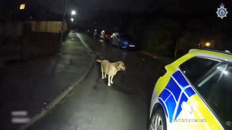 skynews-dog-cheshire-constabulary_7325937.jpg