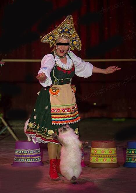 bugarski cirkus dresirana persijska mačka