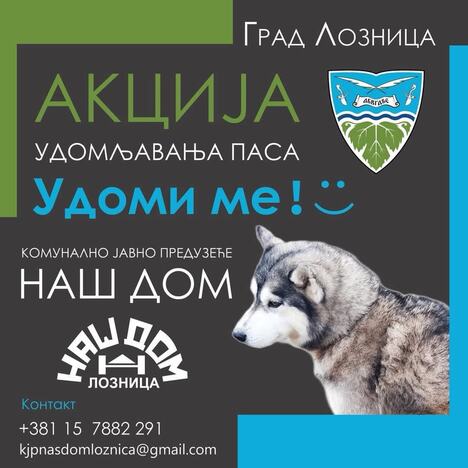 LOZNICA - Stalna akcija.jpg