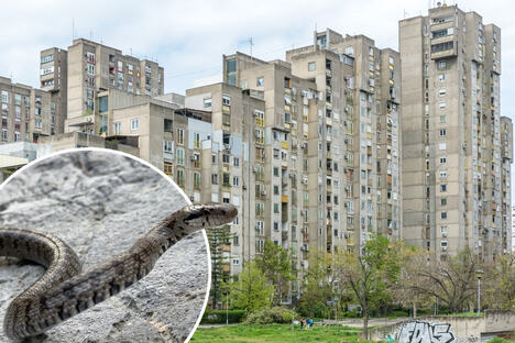 Zmija Ribarica Novi Beograd.jpg