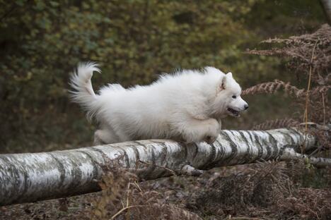 Samojed