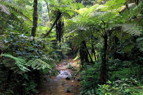 Nacionalni park Bwindi Impenetrable