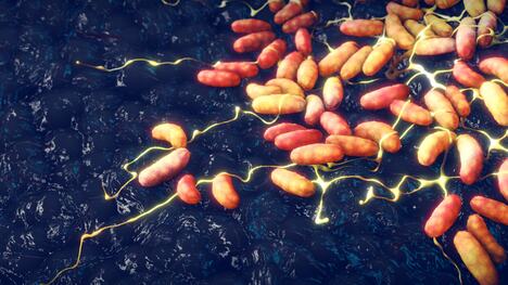Yersinia pestis kuga bakterija