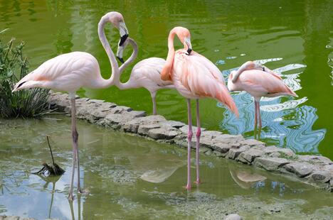 flamingo