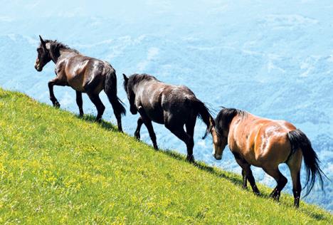 stara-planina-odmor-tisina-rekreacija.jpg