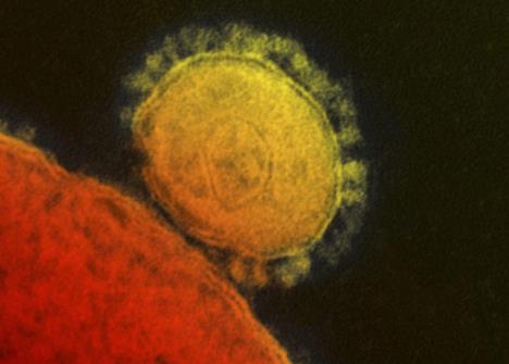 mers-virus.jpg