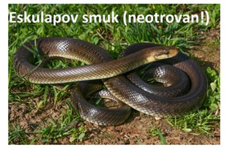 eskulapov-smuk.jpg