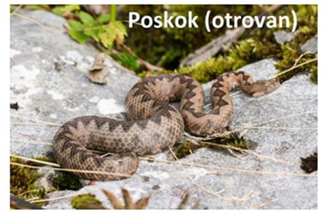 poskok.jpg