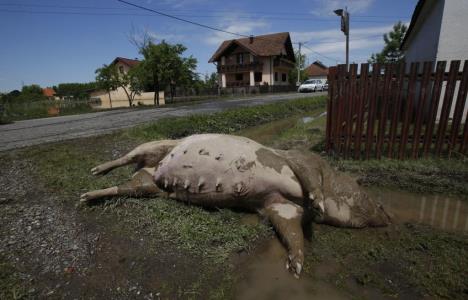 poplave-samac-les-krmace.jpg