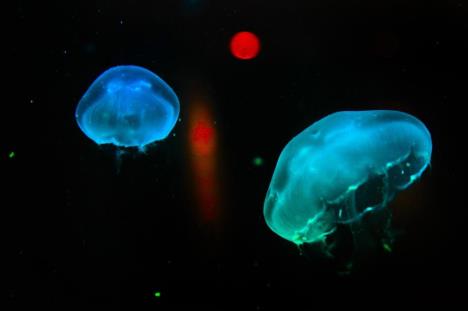 meduze.jpg