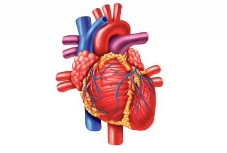 srce-organ-organi-srce-organ-krvni-sudovi.jpg