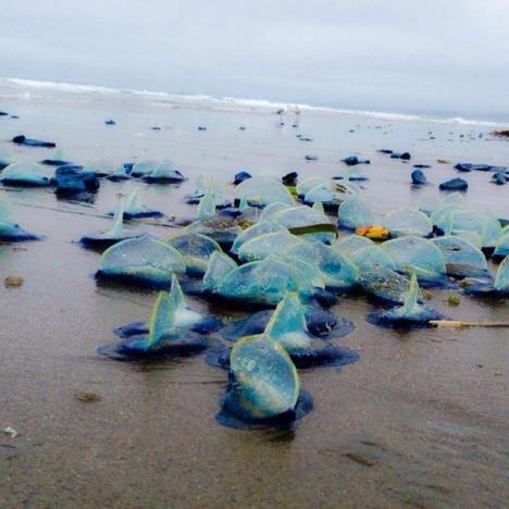 velella-velella.jpg