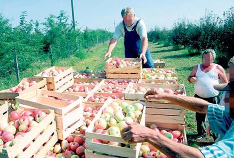 domace-jabuke-izvoz.jpg