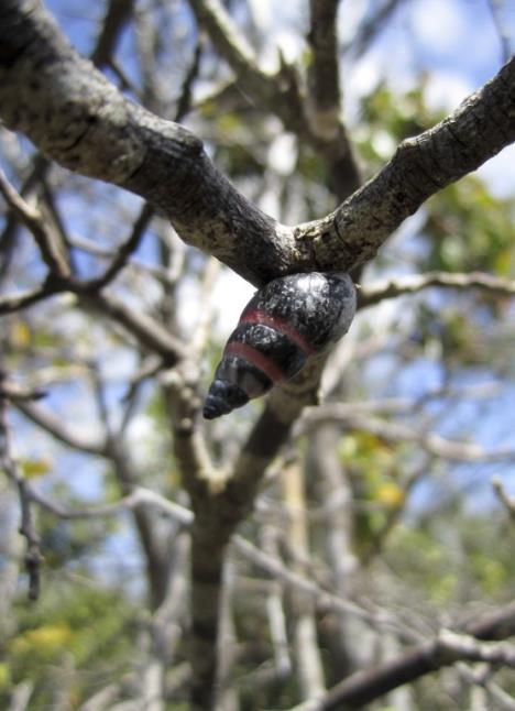 puz-aldabra-banded-snail.jpg