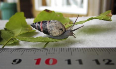 puz-aldabra-banded-snail.jpg