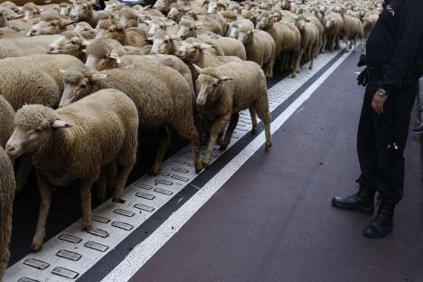 ovce-protest-madrid.jpg