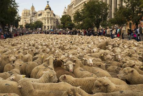 ovce-protest-madrid.jpg