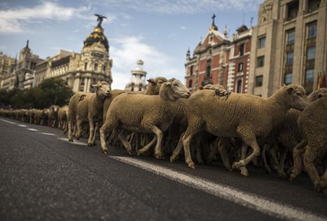 ovce-protest-madrid.jpg