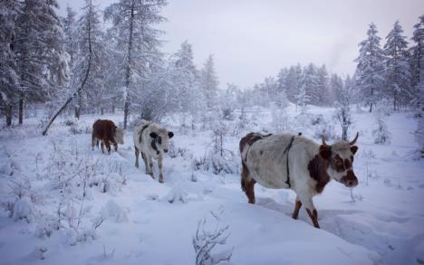 oymyakon-u-rusiji-najhladnije-selo.jpg