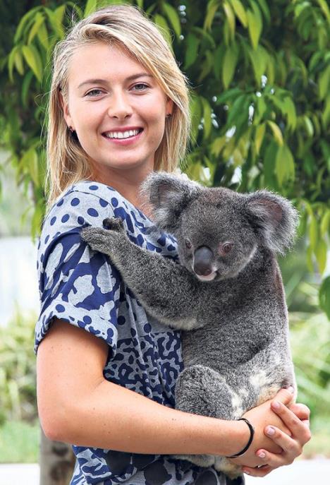 marija-sarapova-koala.jpg