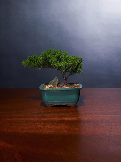 bonsai-drvo-biljka.jpg