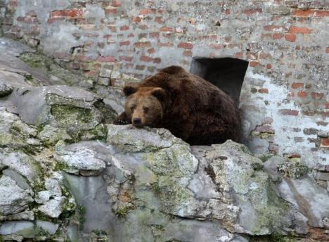 medved-zoo-vrtsretenje.jpg