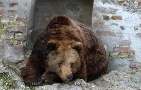 medved-zoo-vrtsretenje.jpg