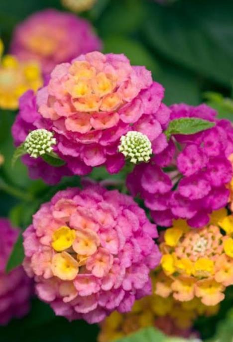 lantana-shutterstock.jpg