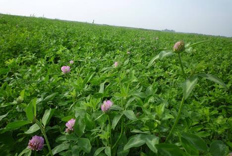 lucerka-saveti-za-poljoprivredu.jpg