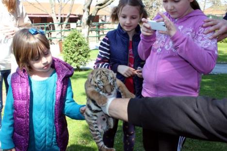 tigricprinova-zoo-vrt-jagodina.jpg