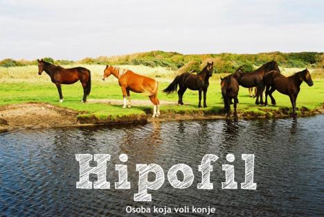 hipofil.jpg