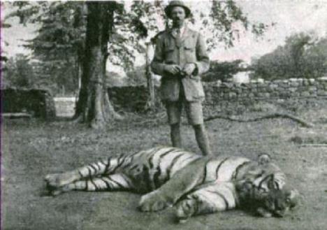 campavat-tigar.jpg