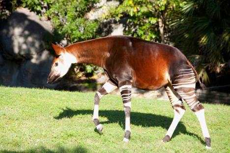 okapi.jpg