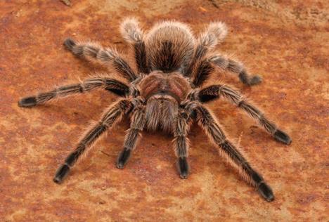 tarantula-pauk.jpg