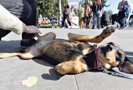 komunalna-policija-novi-sad-psi-macke-napustene.jpg