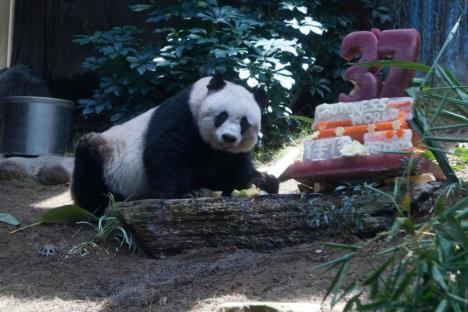 panda-djia-djia-rodjendan-rekord-torta.jpg