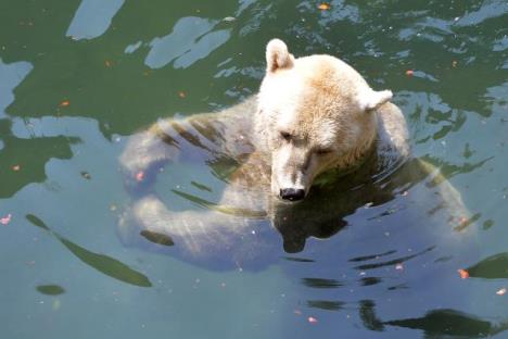 zoo-vrt-zviotinje-vrucina.jpg