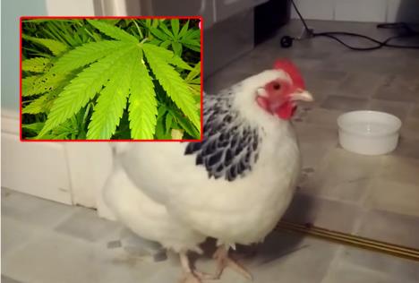 kokoska-marihuana.jpg