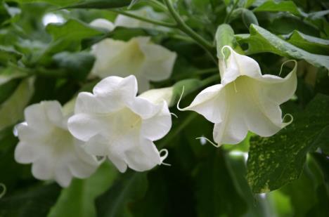 djavolji-dah-cvet-brugmansia-arborea-andjeoska-truga.jpg