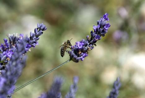 lavanda.jpg