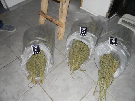 marihuana-zaplena-tavan-merosina.jpg