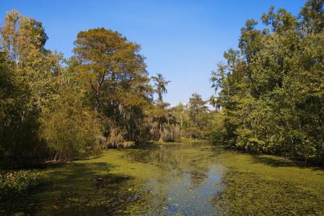 louisiana-bayous-usa.jpg