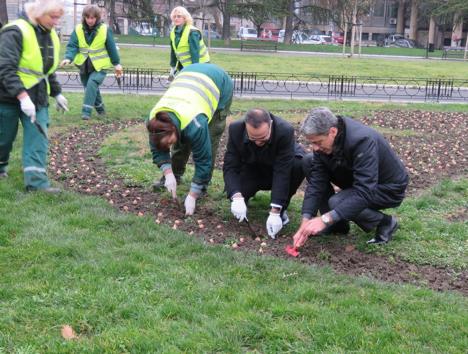 beograd-akademski-park-lale-istanbul.jpg