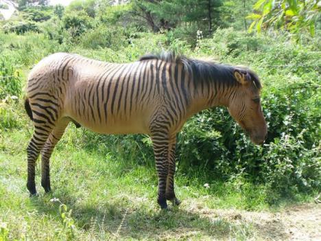 zebroid.jpg