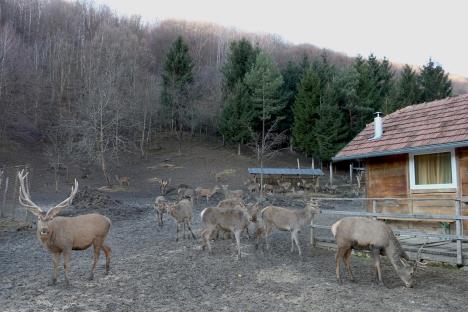 jeleni-sanica.jpg