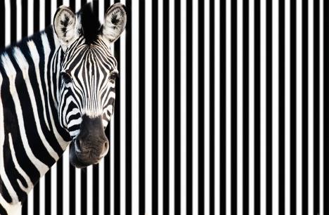 zebra.jpg