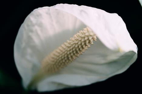 spathiphyllum.jpg