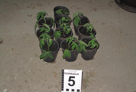 marihuana-droga-negotin.jpg